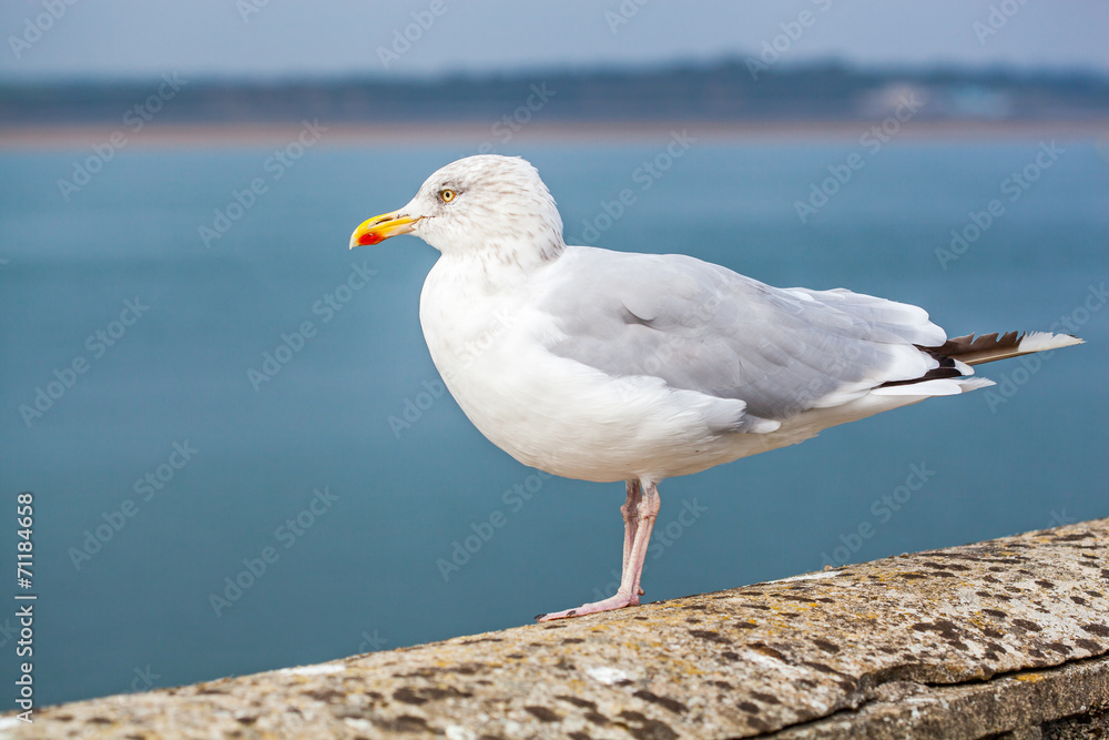 Obraz premium European herring gull