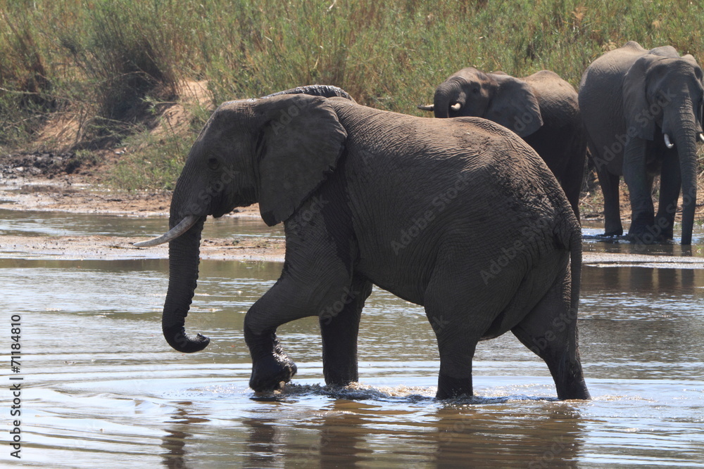 Fototapeta premium African Elephant