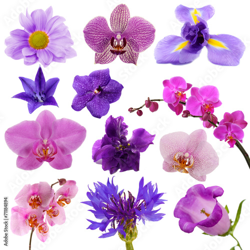 Collage of beautiful purple flowers