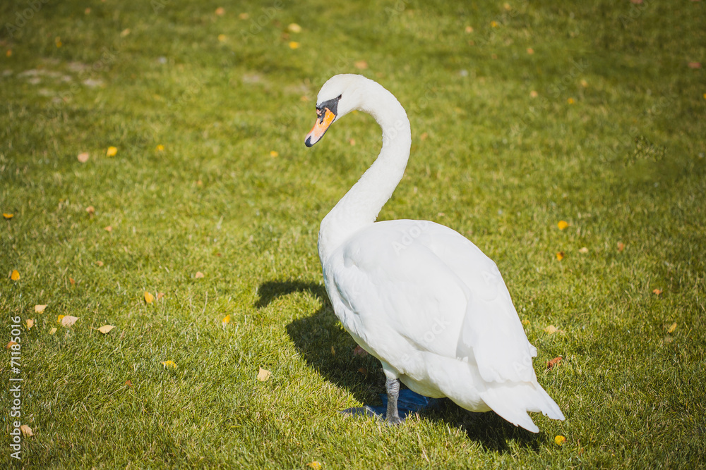 Beautiful white swan walking on the grass Beautiful white swan walking on the grass
