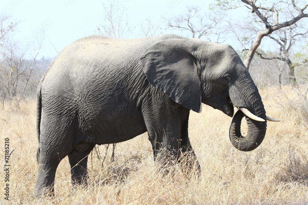 Obraz premium African Elephant