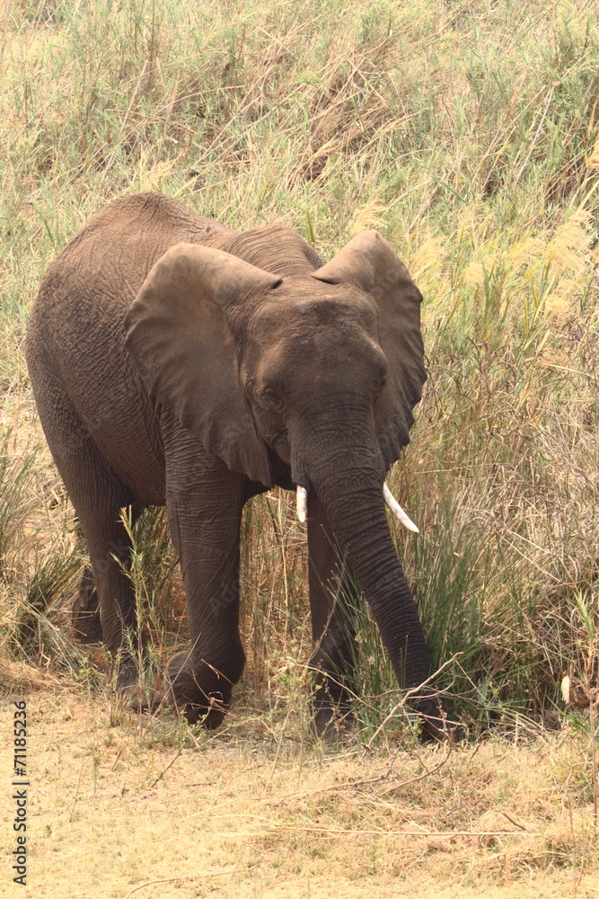 Fototapeta premium African Elephant