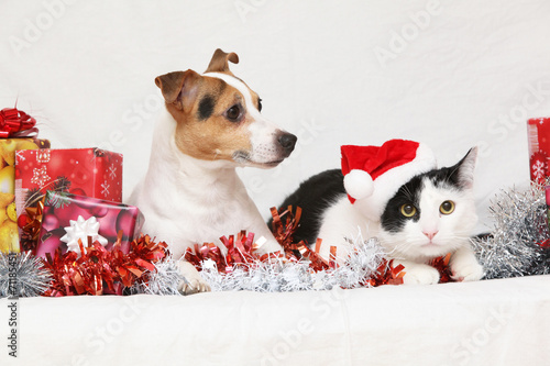 Christmas Jack Rusell terrier with a cat photo