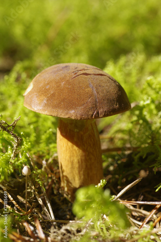 Oak Mushroom in the moss
