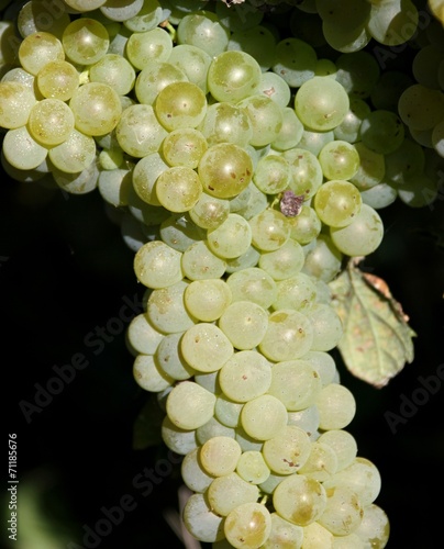 grappe de raisin blanc,vignoble charentais