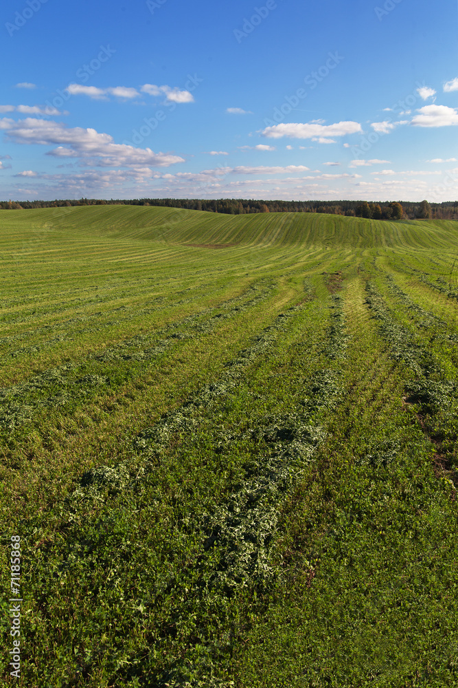 Green field.