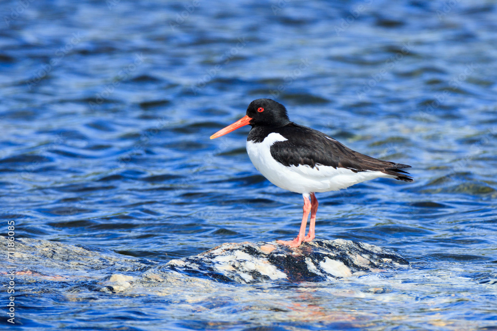Haematopus ostralegus, Eurasian Oystercatcher Haematopus ostralegus, Eurasian Oystercatcher