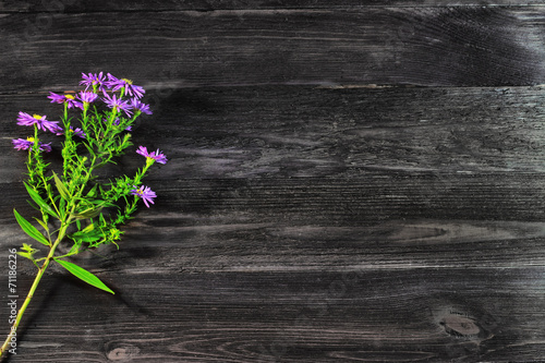 Purple widfowers on dark board