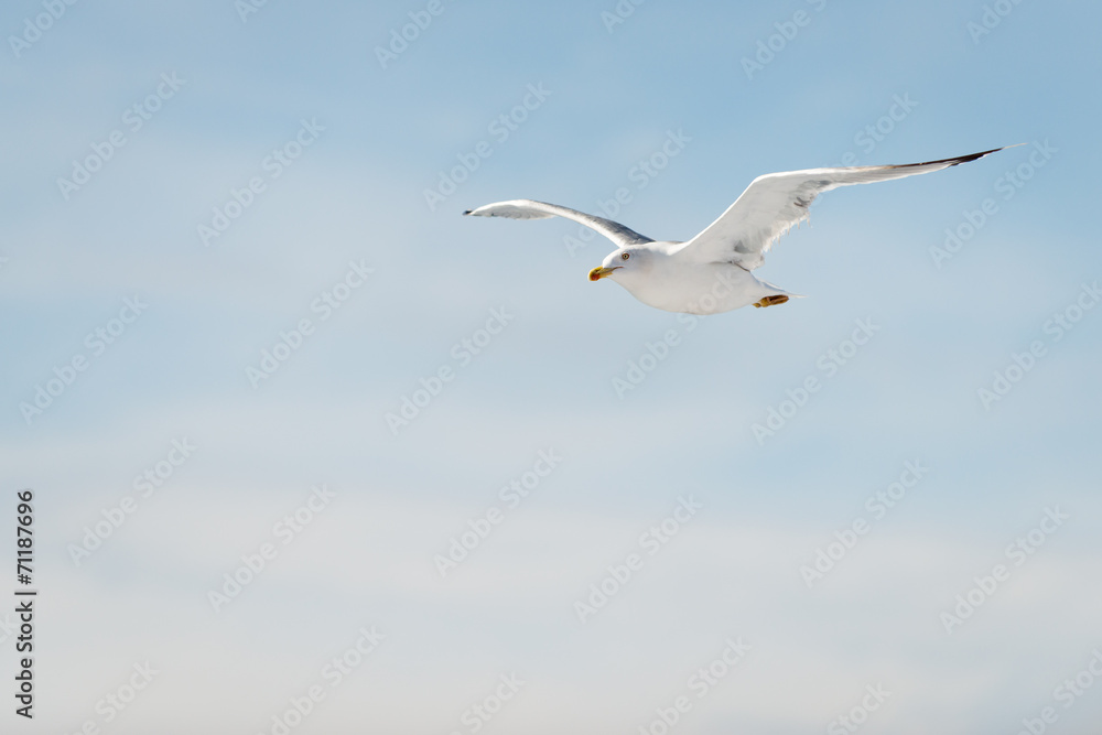 flying seagull with wings spread at blue sky flying seagull with wings spread at blue sky