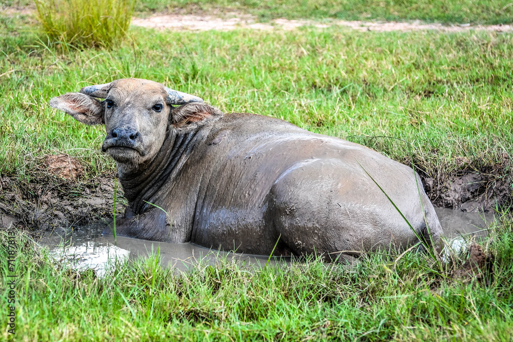 Fototapeta premium Thailand buffalo in the mud hole