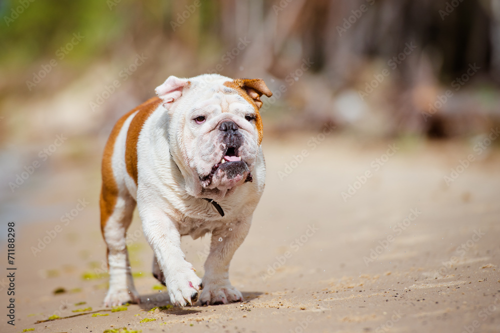 english bulldog on the beach english bulldog on the beach