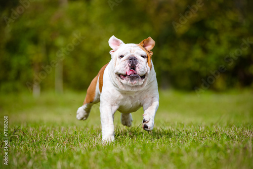 funny dog running