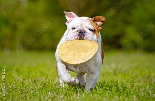 english bulldog with frisbee