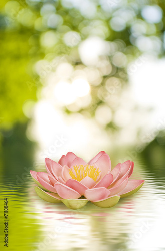 lotus flower on the water