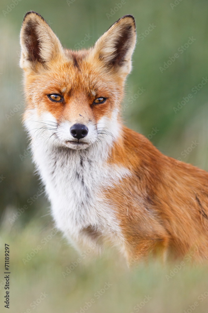 Portrait of a red fox Portrait of a red fox