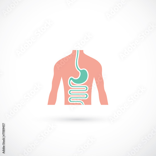 Human digestive system