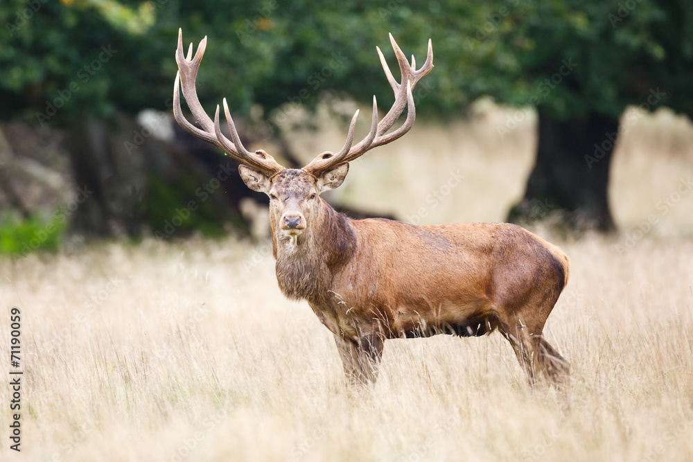Red deer Red deer