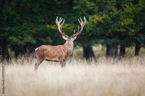 Red deer © Pim Leijen
