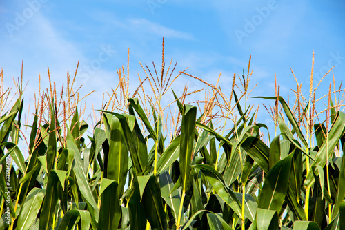 Green corn plants on blue sky background