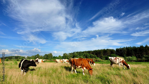 Коровы на пастбище в солнечную летнюю погоду