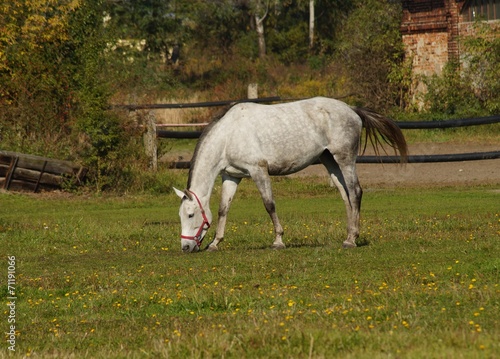 Horse on a farm in the autumn meadow