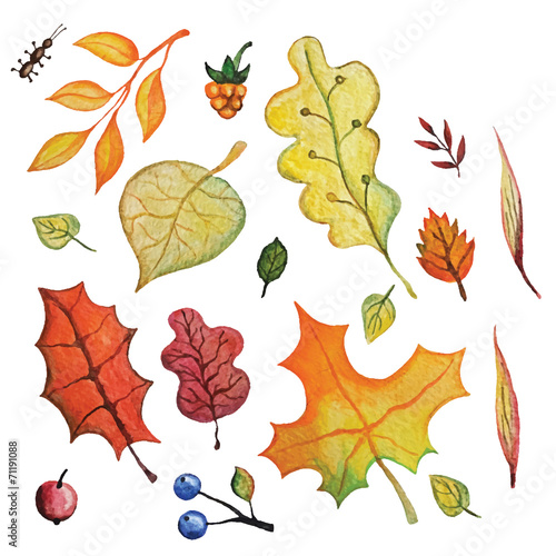 Vector Watercolor autumn Leaves set