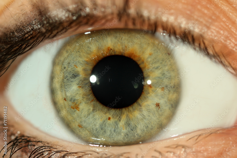 Human eye close-up Human eye close-up