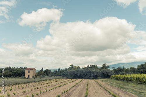 vineyard in provence photo