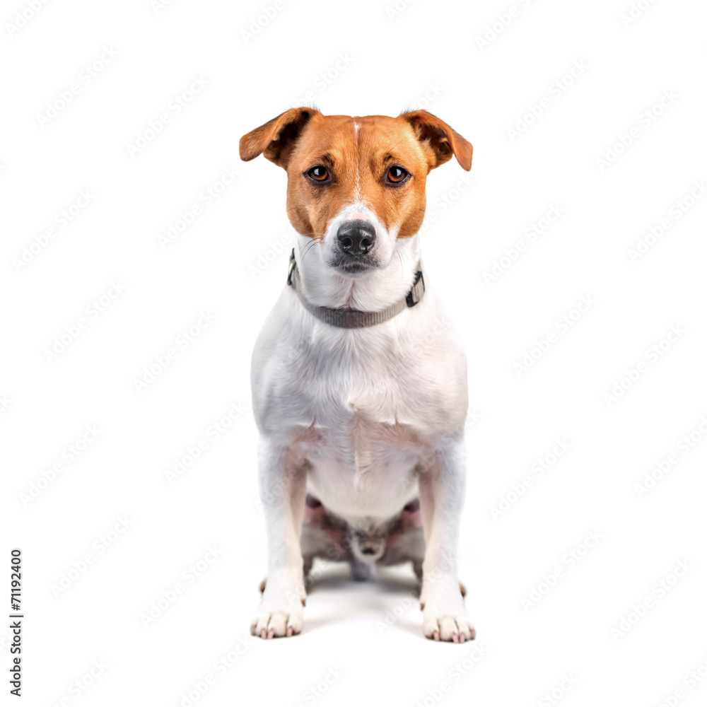 jack Stock 写真 | Adobe Stock