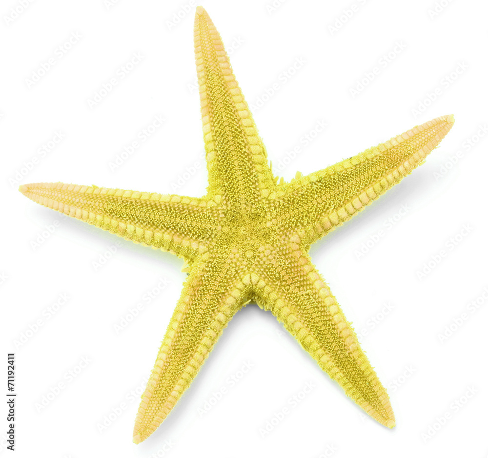 Yellow seastar, isolated on white background. Yellow seastar, isolated on white background.