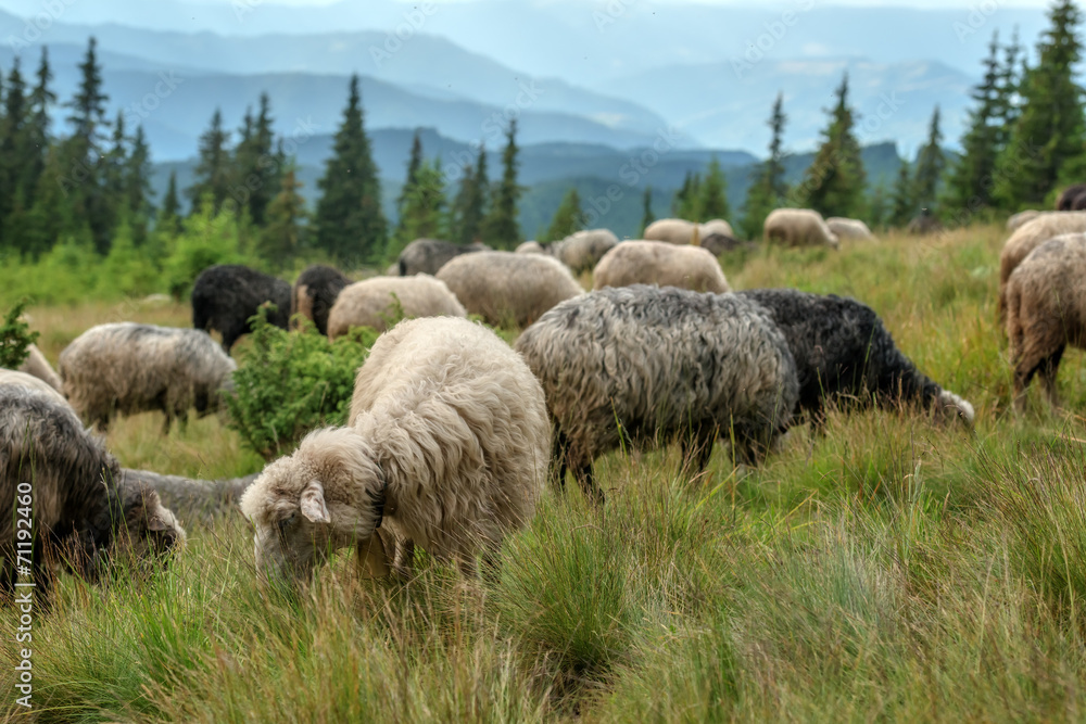 Obraz premium sheeps