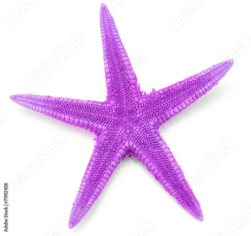 Lilac seastar, isolated on white background.