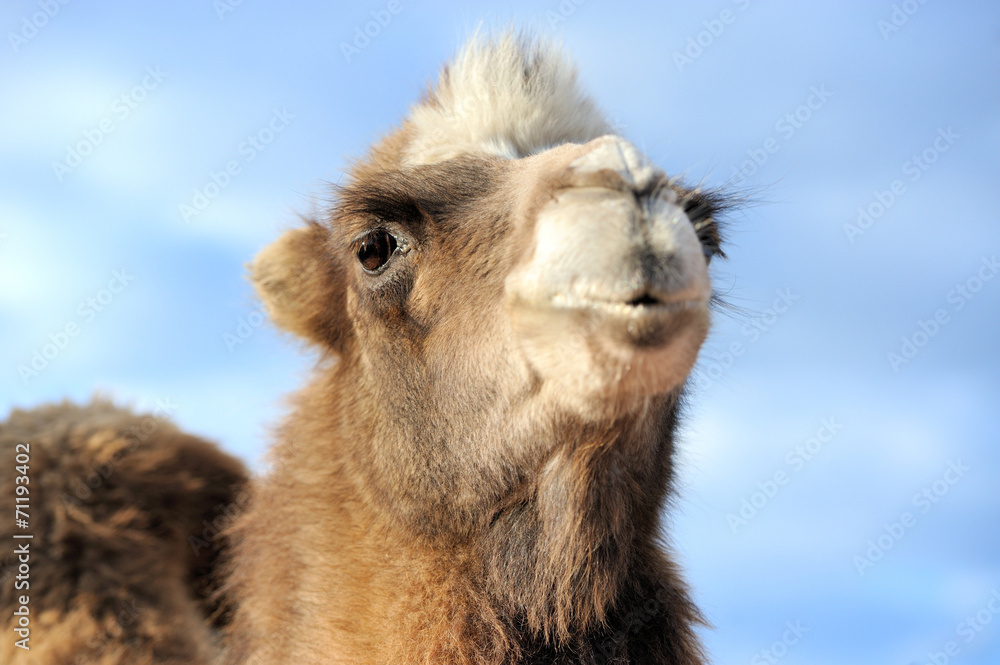 Fototapeta premium Head of a camel on a background of blue sky