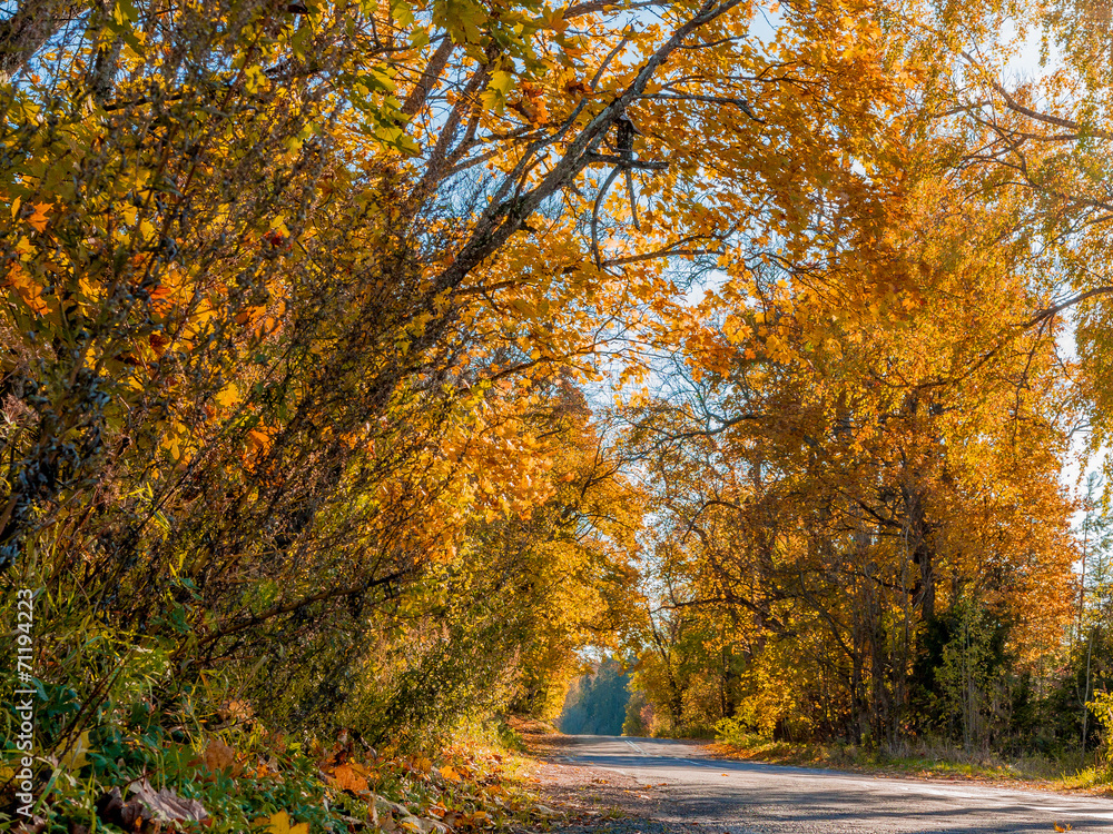 Obraz premium The sun, fall, wood, road.