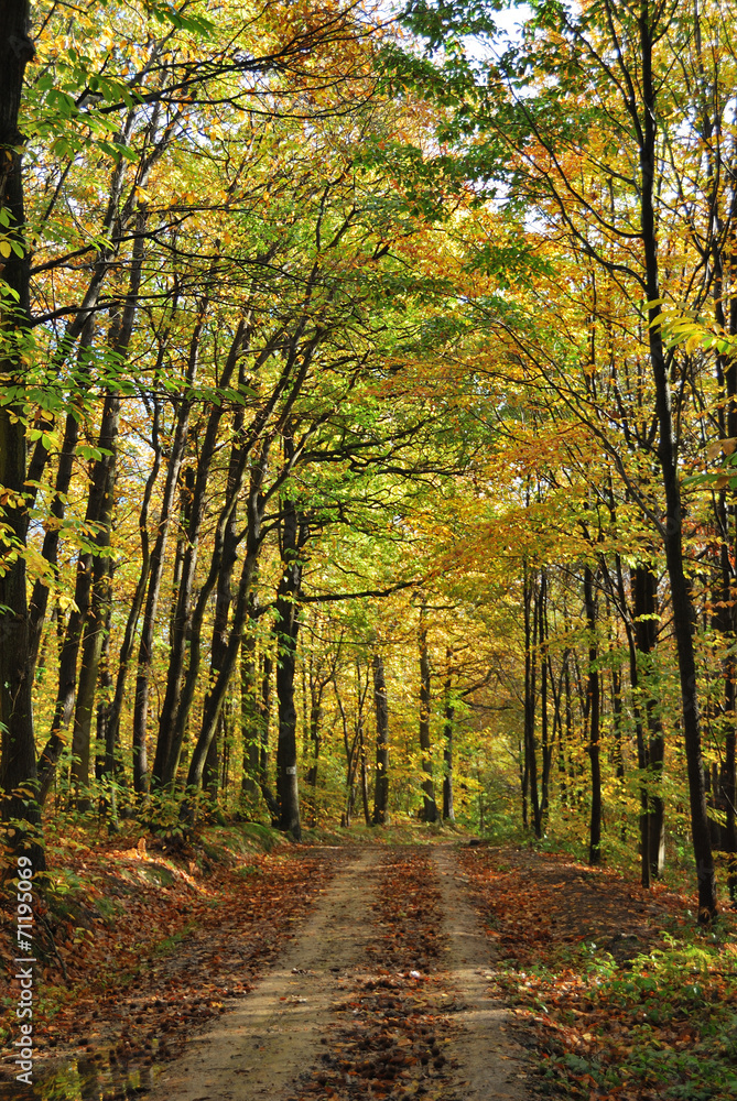 Autumn in a French forest