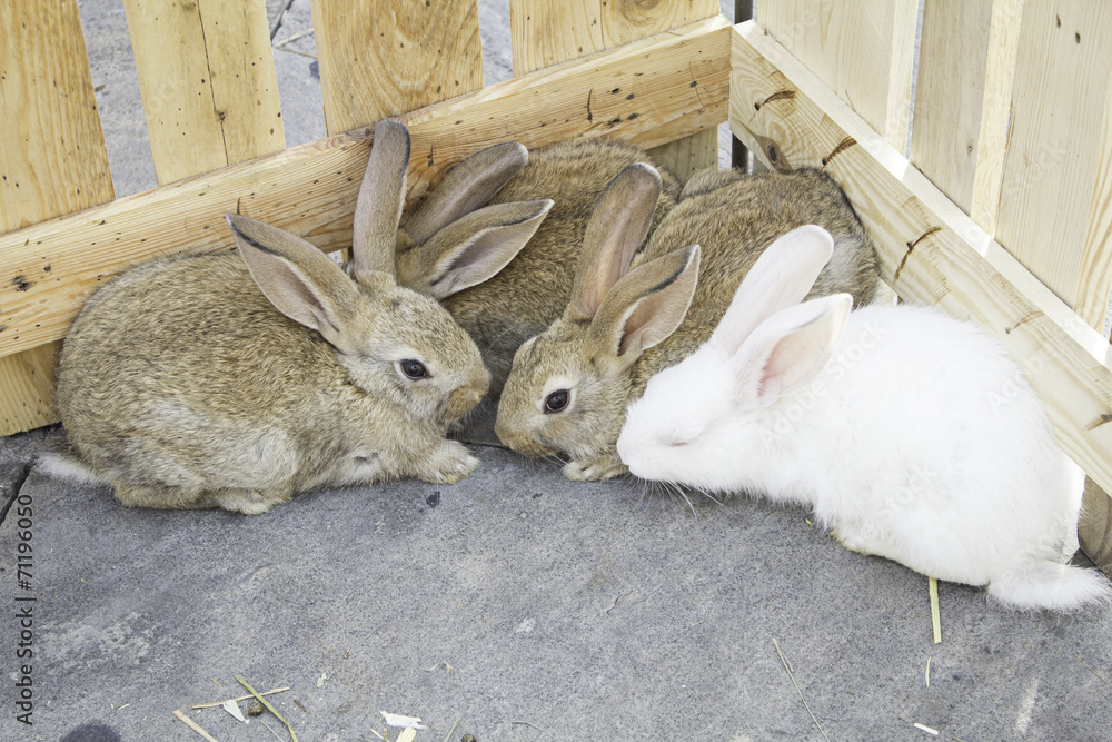 Obraz premium Herd farm rabbits