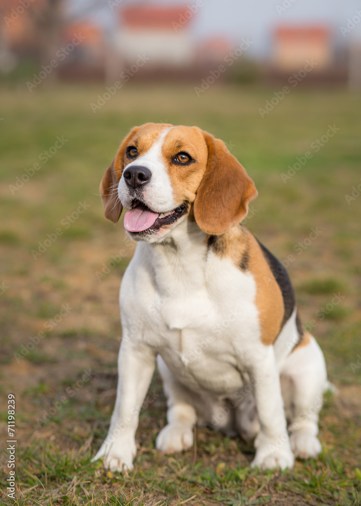 Beagle dog outdoor portrait