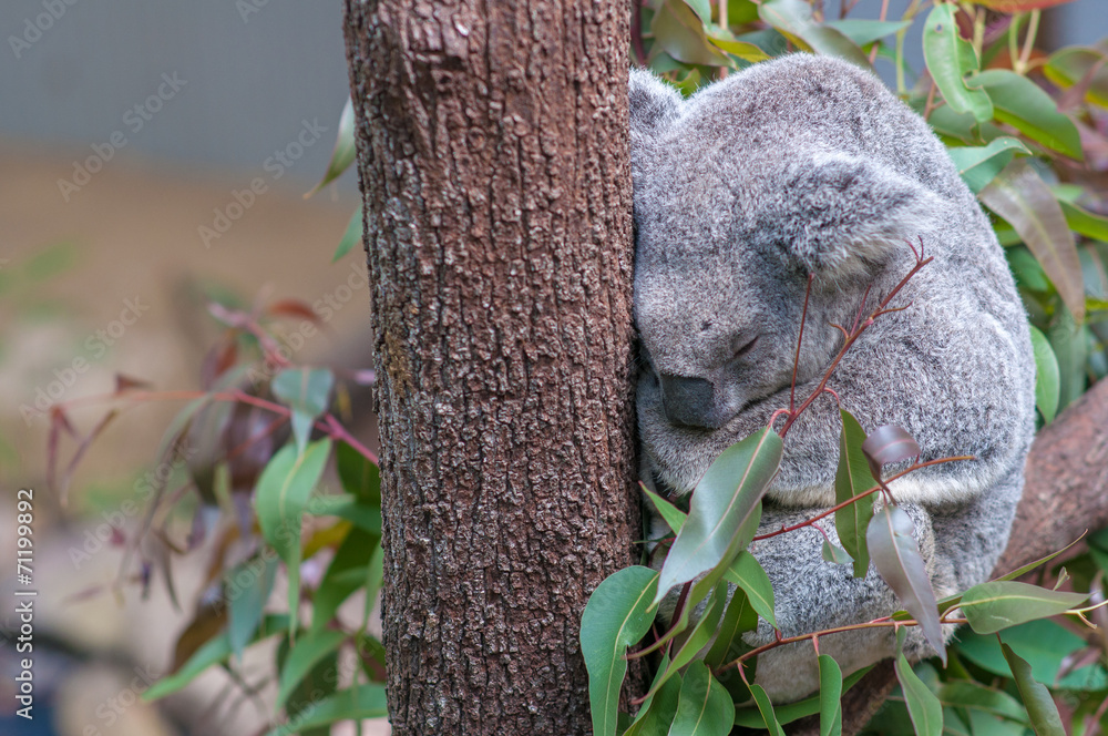 Obraz premium koala
