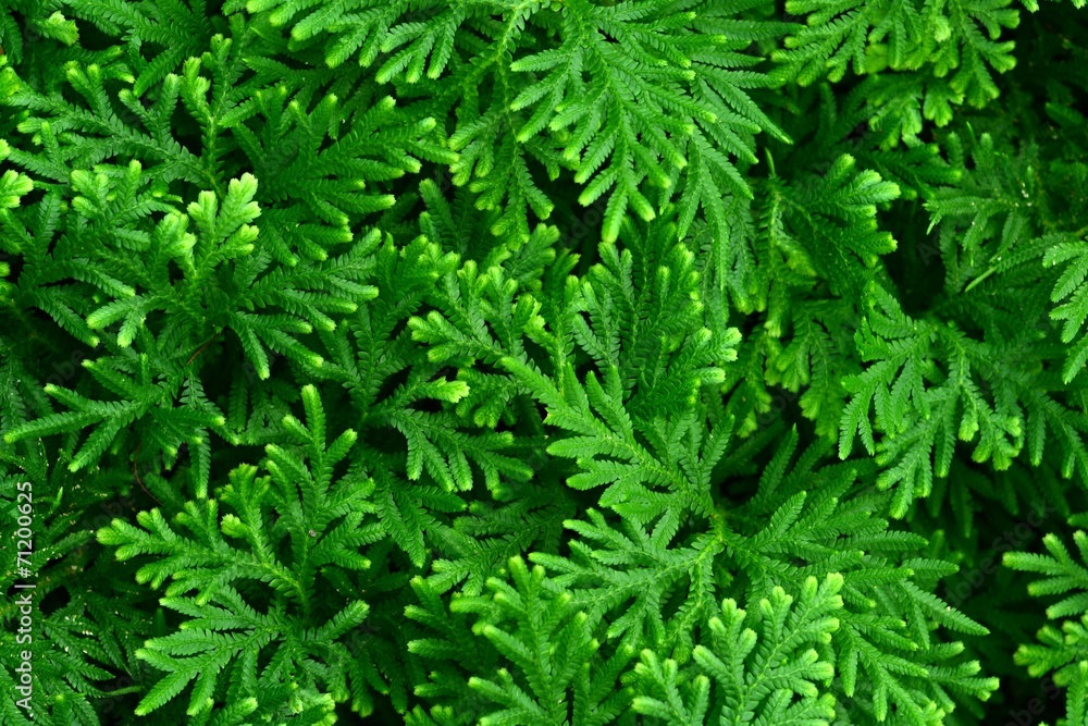 Closeup of ground cover species with bright green leaves.
