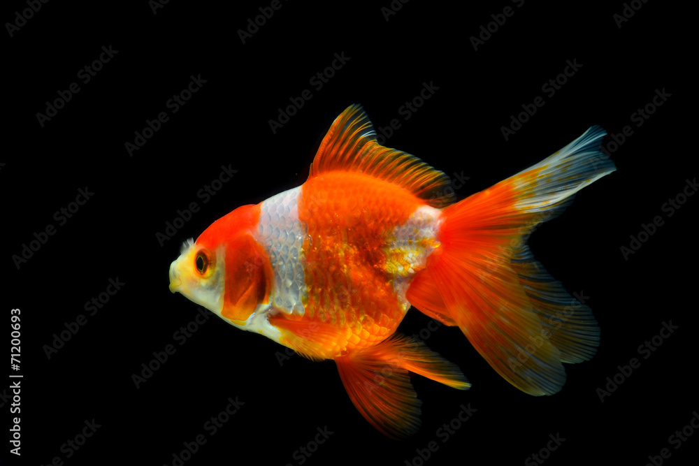 gold fish gold fish