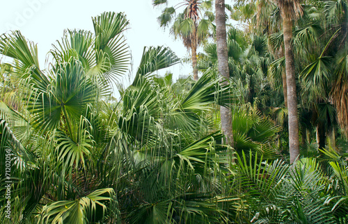 lush green palm trees.