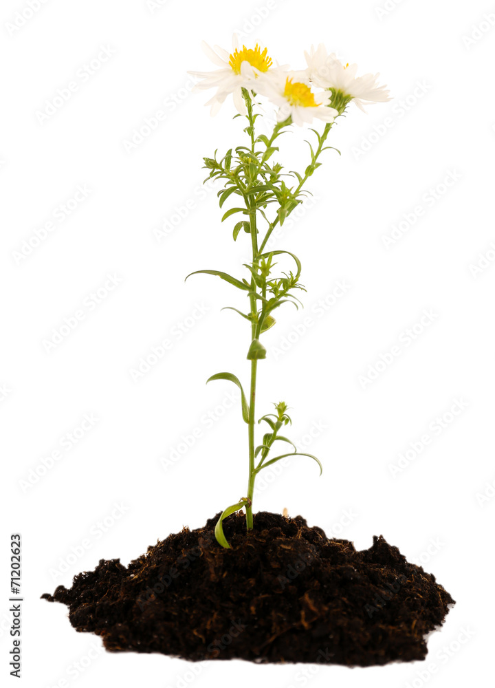 Flowers growing from soil isolated on white Flowers growing from soil isolated on white