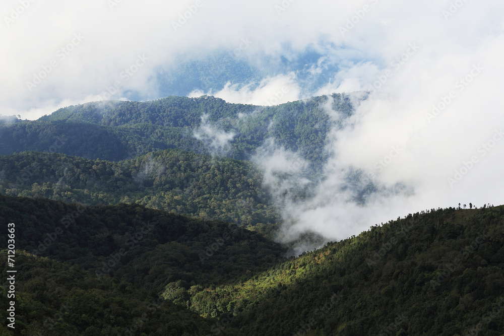 jungle forest and mountain with mist