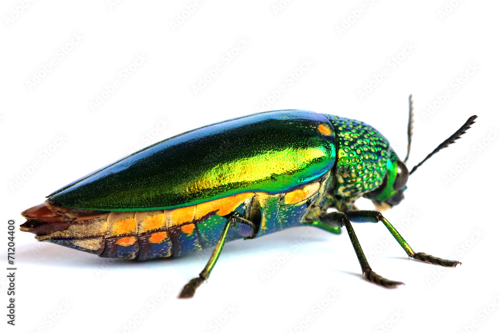 Fototapeta premium Jewel beetle isolated on white background