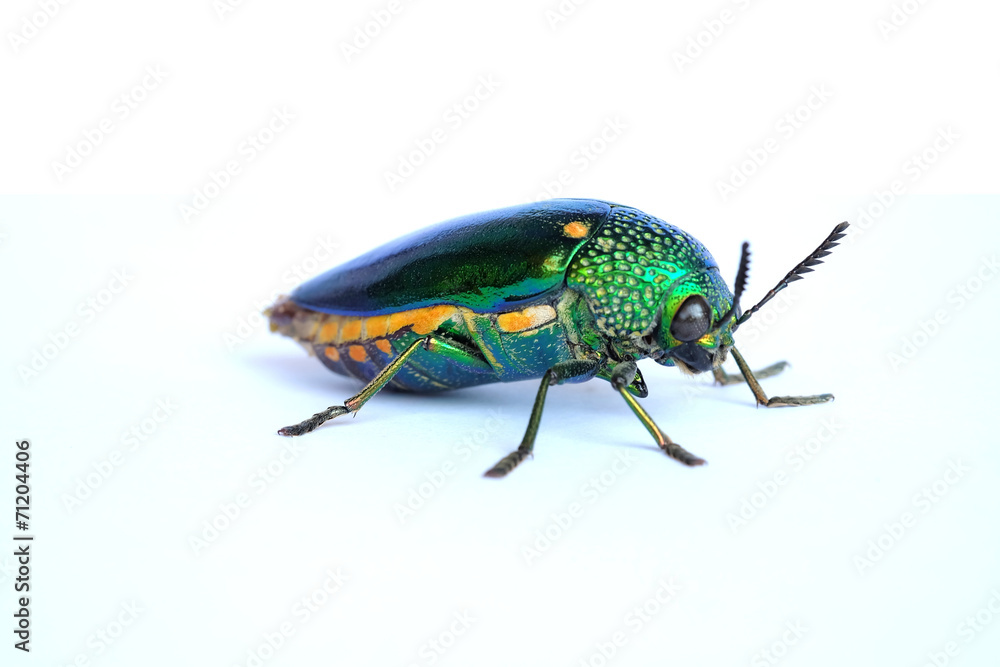Naklejka premium Jewel beetle isolated on white background