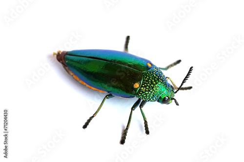 Jewel beetle isolated on white background