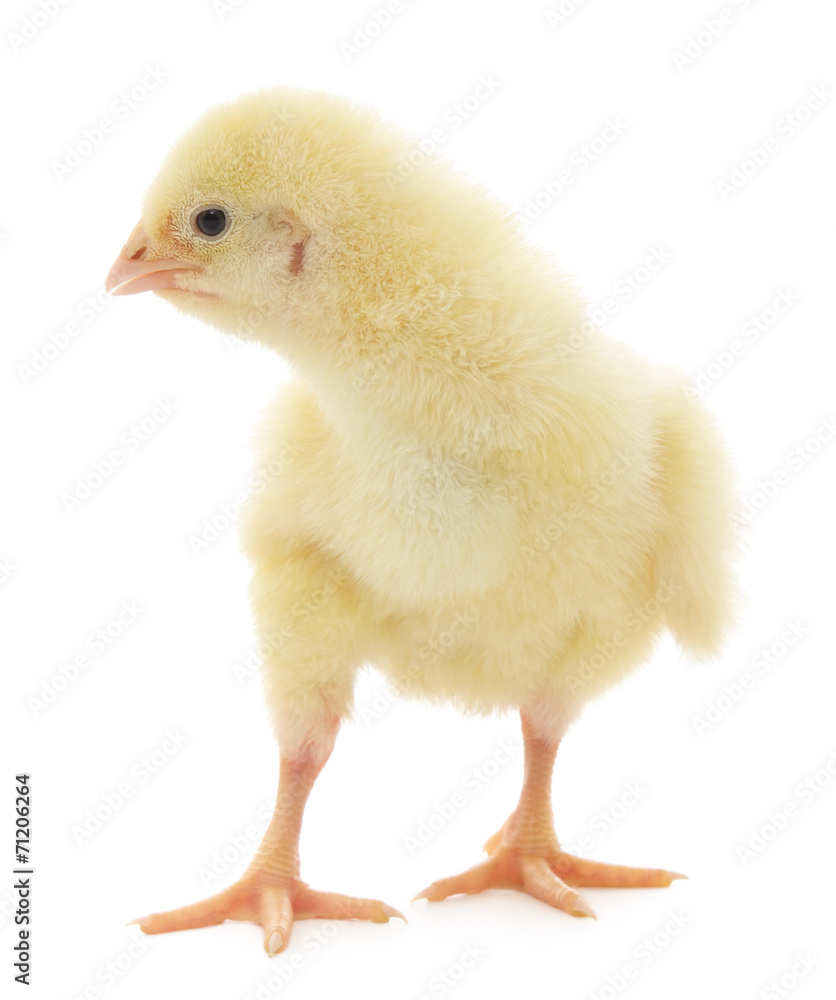 Fototapeta premium Small chicken