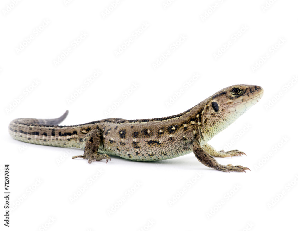 lizard lizard
