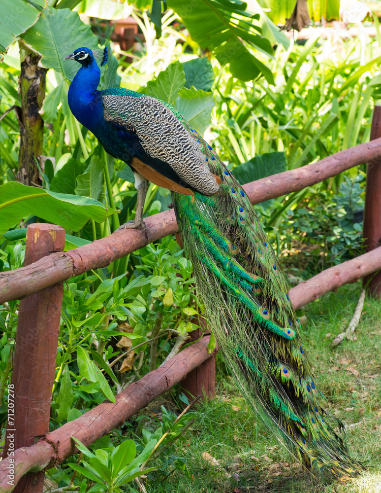 Naklejka premium peacock