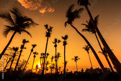 Silhouette of Coconut trees in the sunset